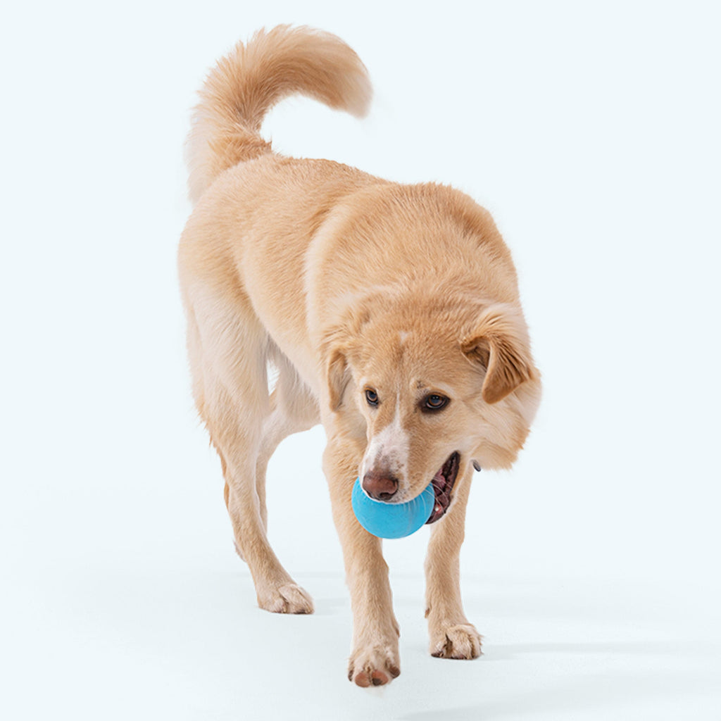 Jive Dog Ball | Erratic Bounce Fetch Toy, Tougher Than Tennis – West Paw