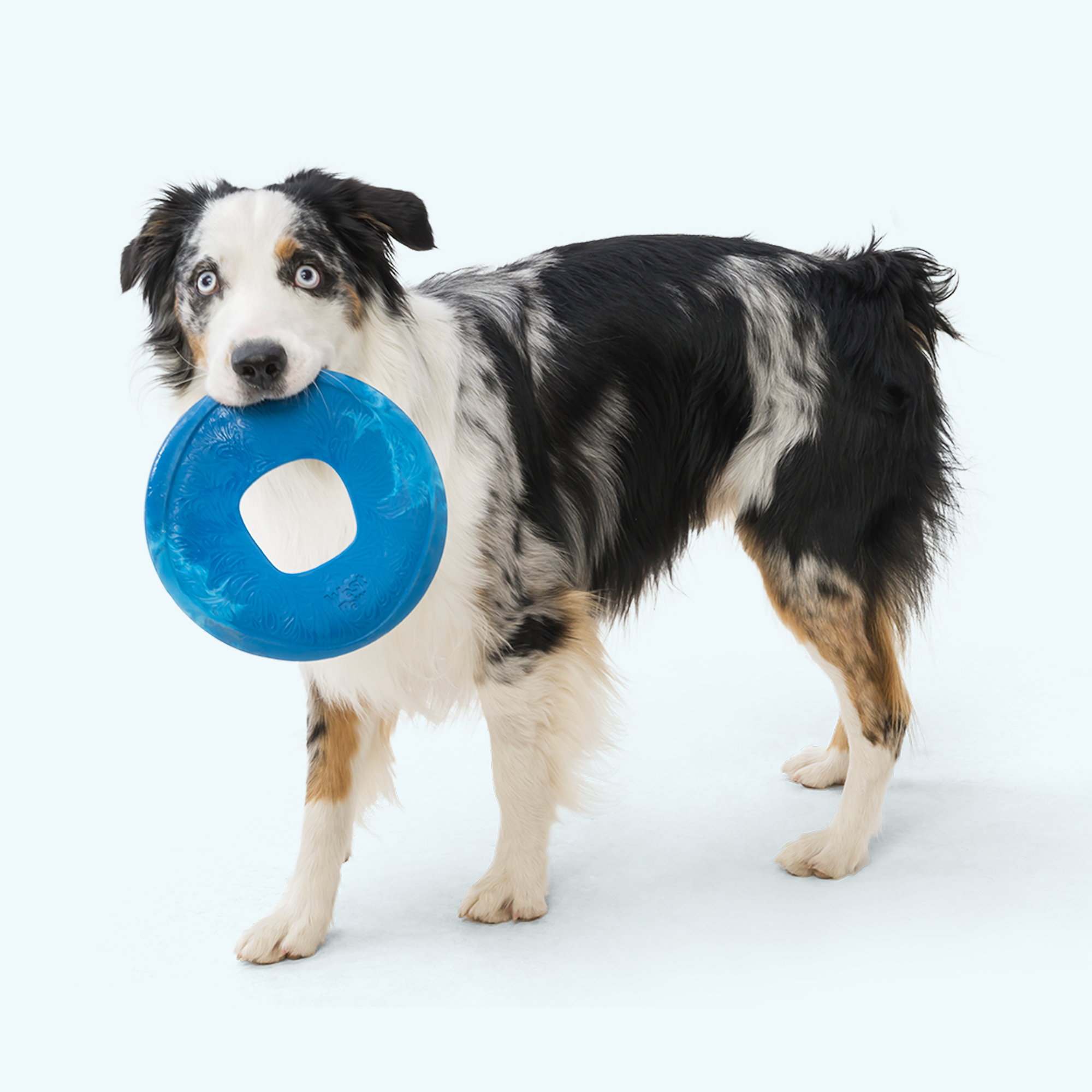 Sailz Flying Disc Dog Toy | Seaflex Frisbee for Fetch – West Paw