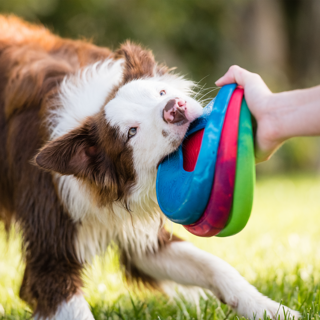 Sailz Flying Disc Dog Toy | Seaflex Frisbee for Fetch – West Paw