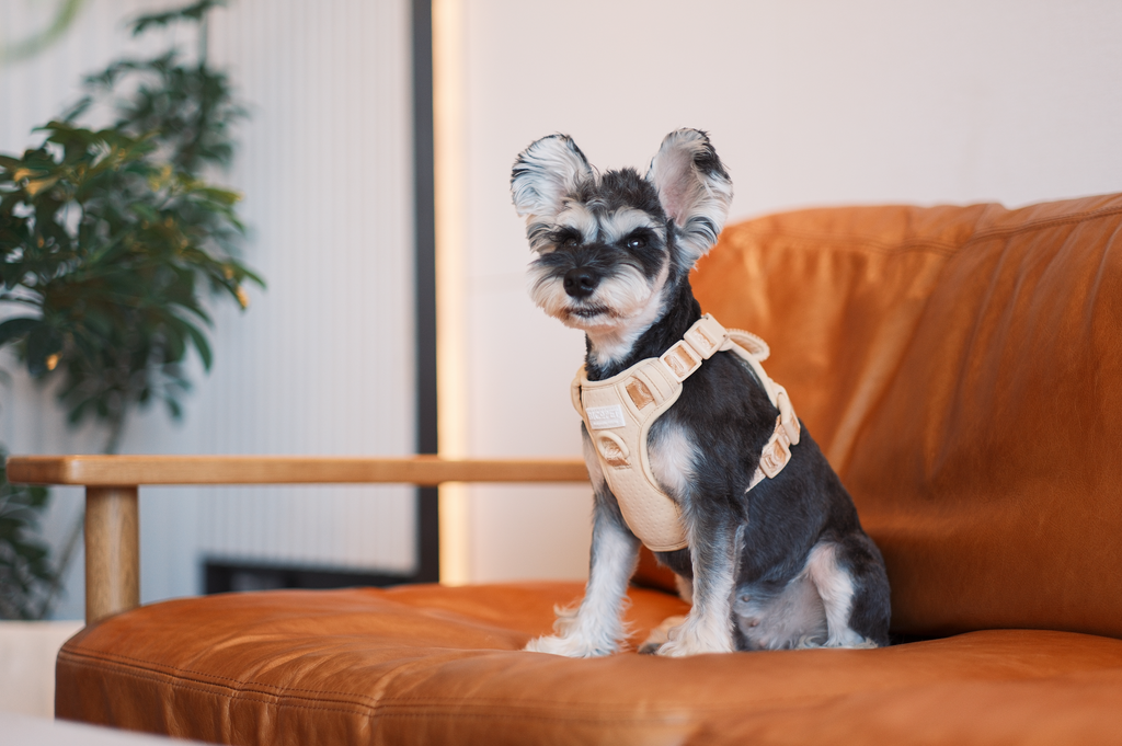 No pull active pet harness - APRICOT