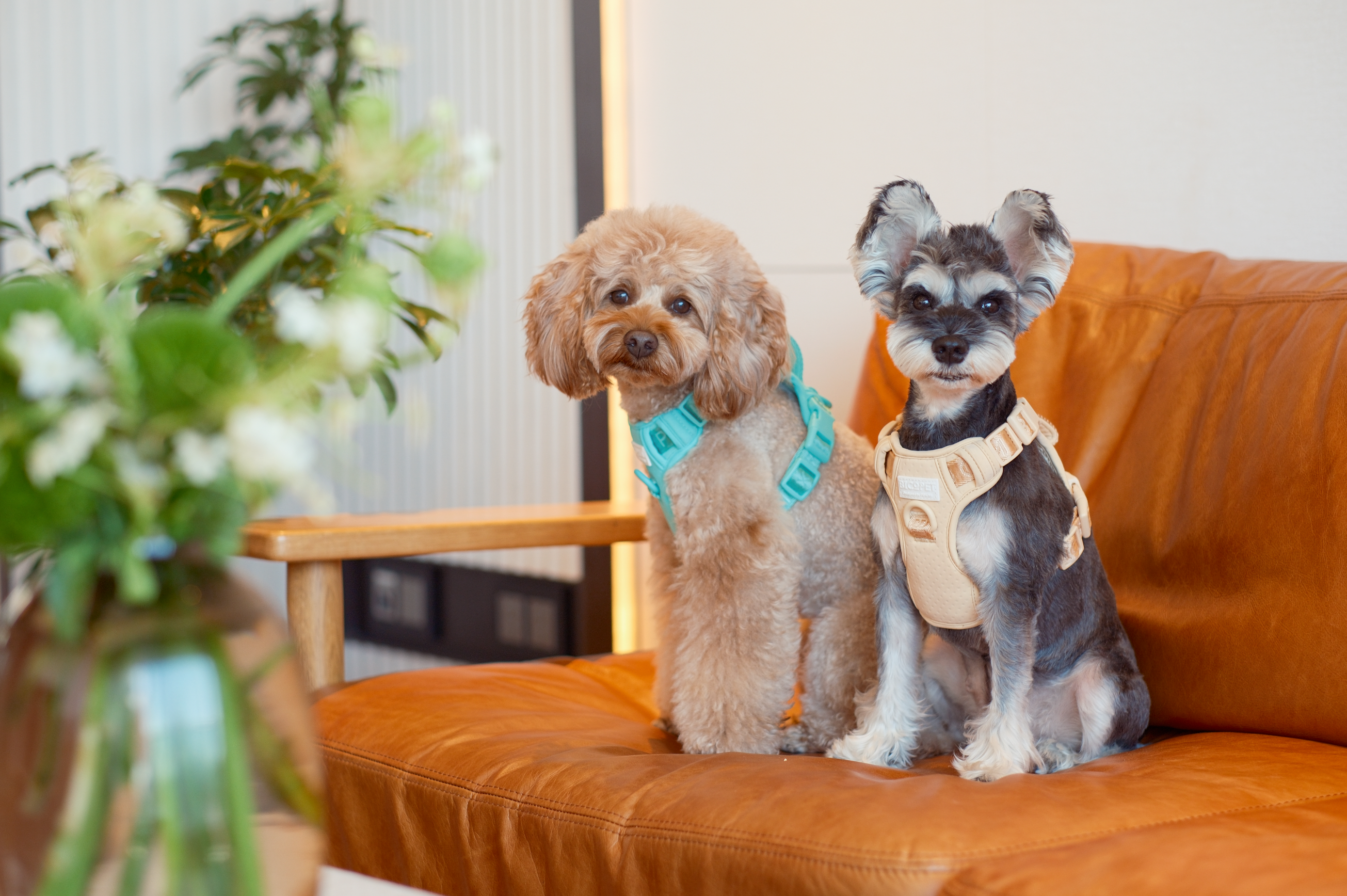 No pull active pet harness - APRICOT