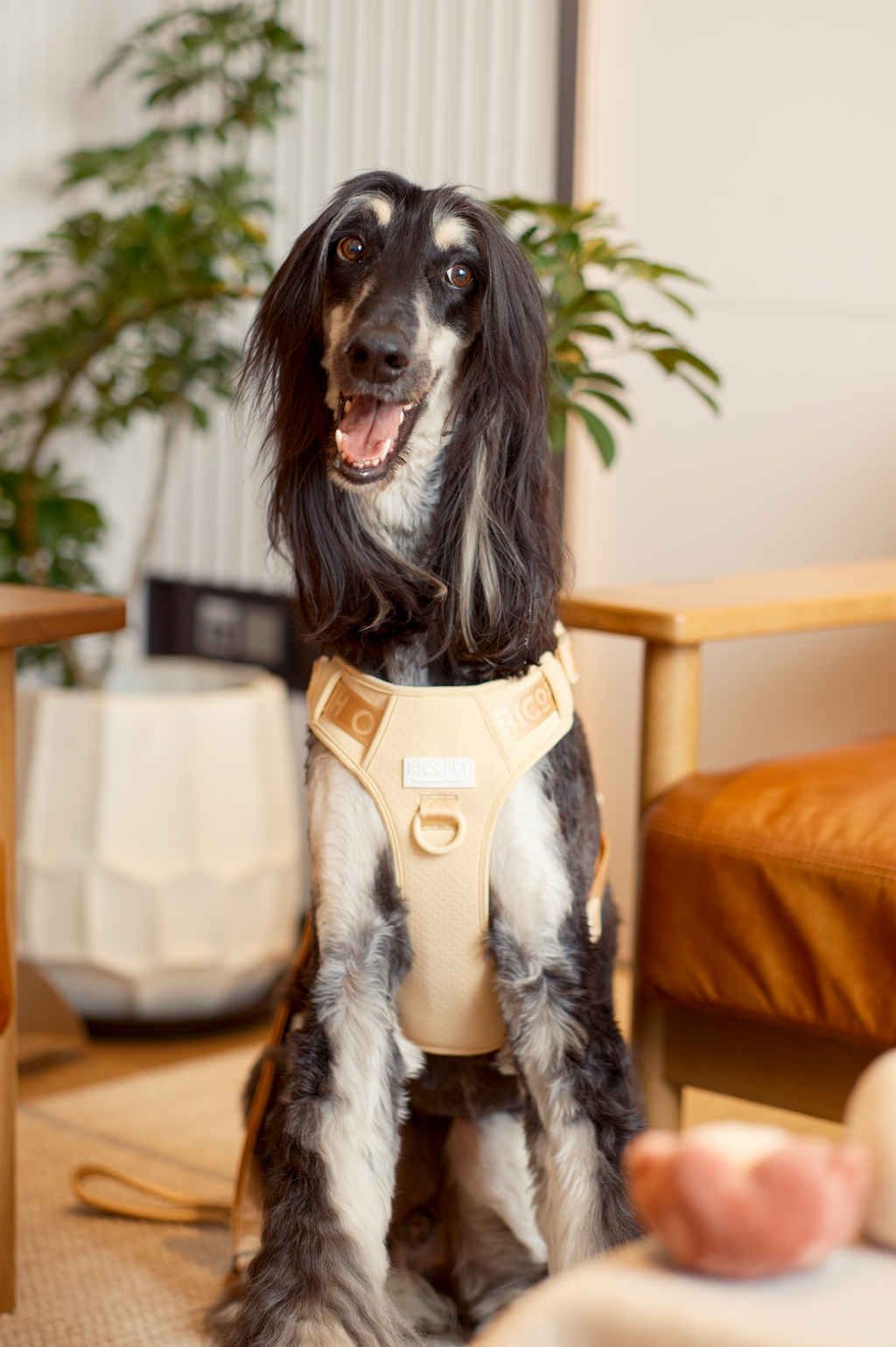 No pull active pet harness - APRICOT