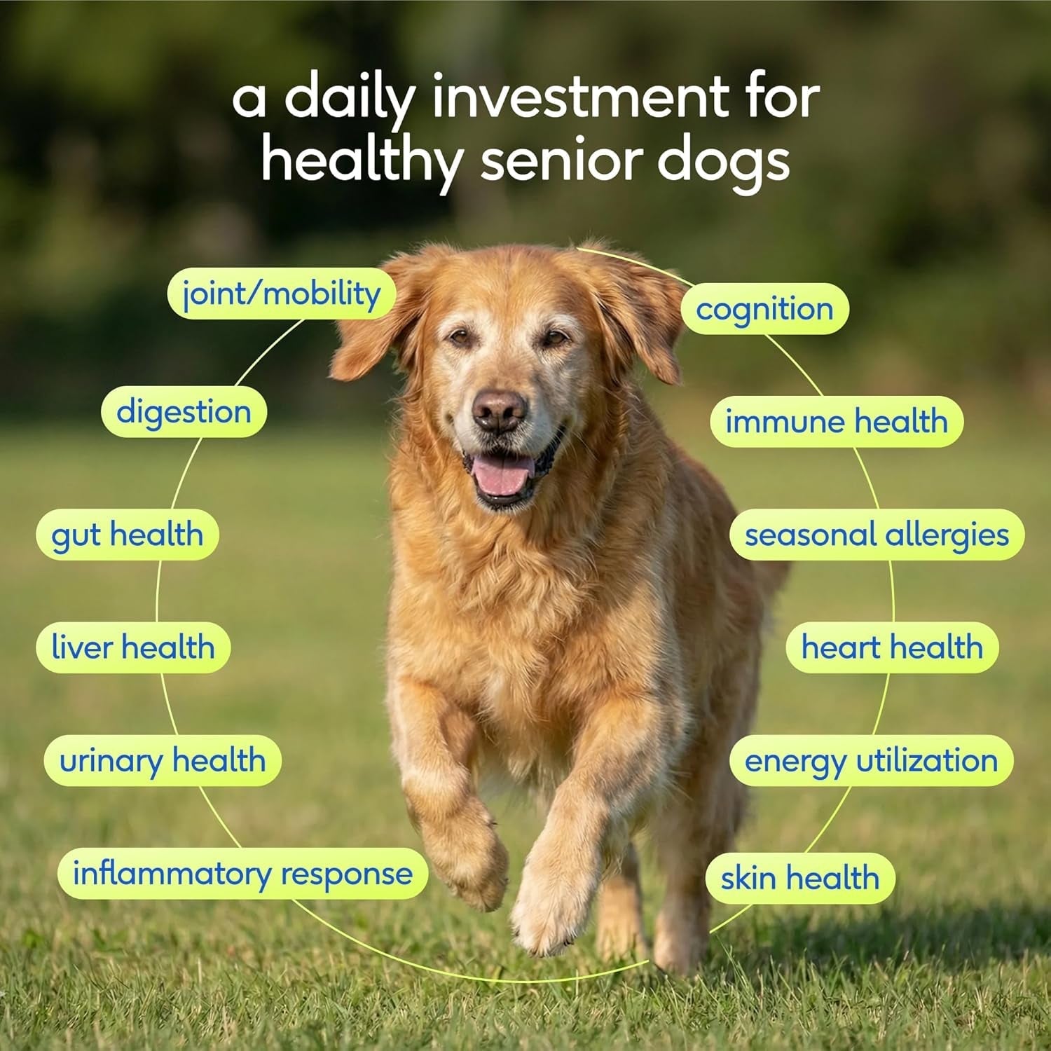 Senior Dog Multivitamin Powder | 12-in-1 Joint, Brain & Immune Support, 30 Scoops – Wags & Whiskers
