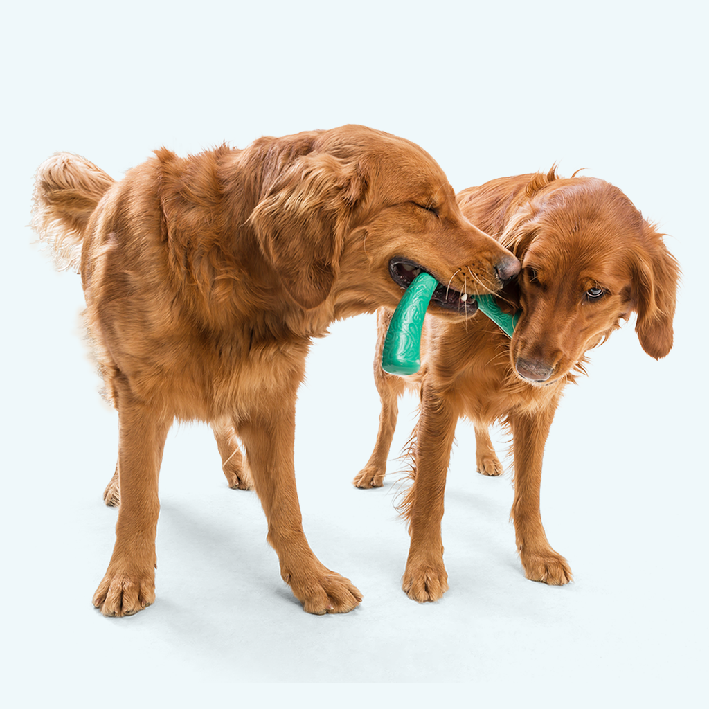 Snorkl Dog Tug Toy | Bone & Boomerang Shape for Tug-of-War – West Paw