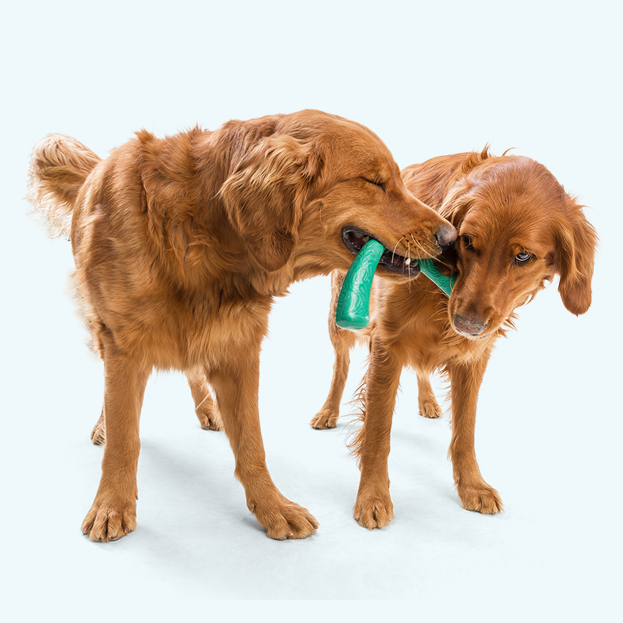 Snorkl Dog Tug Toy | Bone & Boomerang Shape for Tug-of-War – West Paw