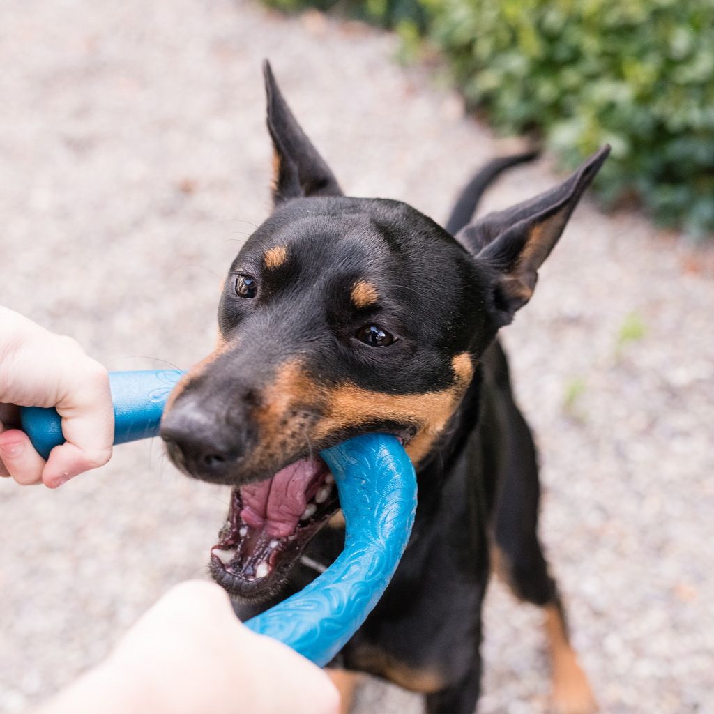 Snorkl Dog Tug Toy | Bone & Boomerang Shape for Tug-of-War – West Paw