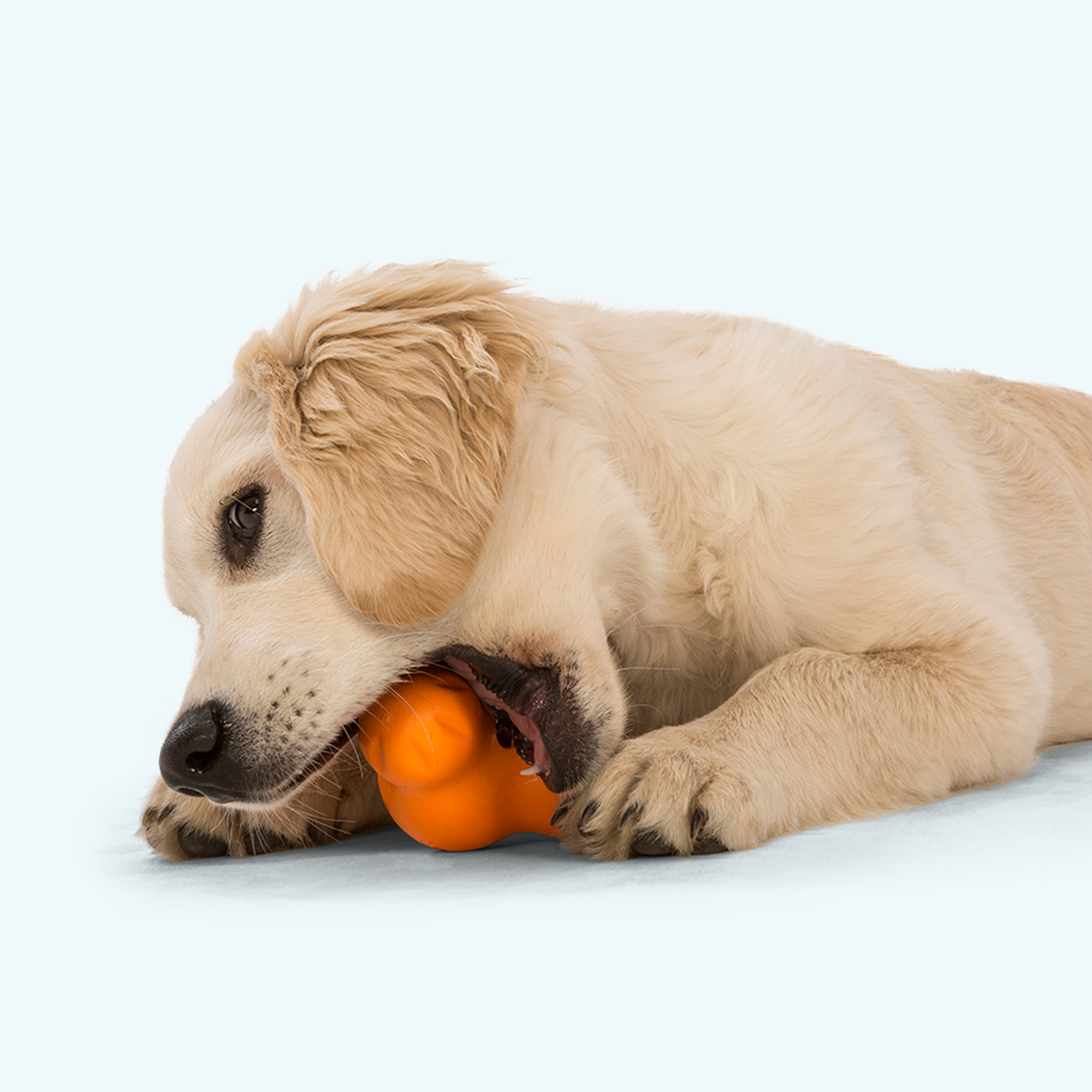 Tux Treat-Dispensing Dog Toy | Tough Chew with Hidden Treat Pocket – West Paw