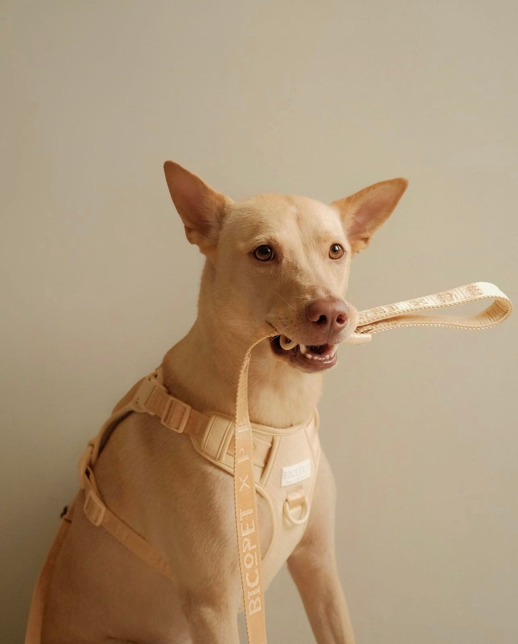 No pull active pet harness - APRICOT