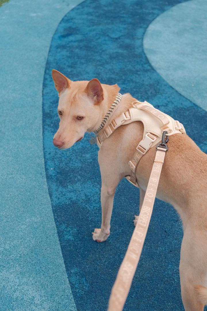 No pull active pet harness - APRICOT