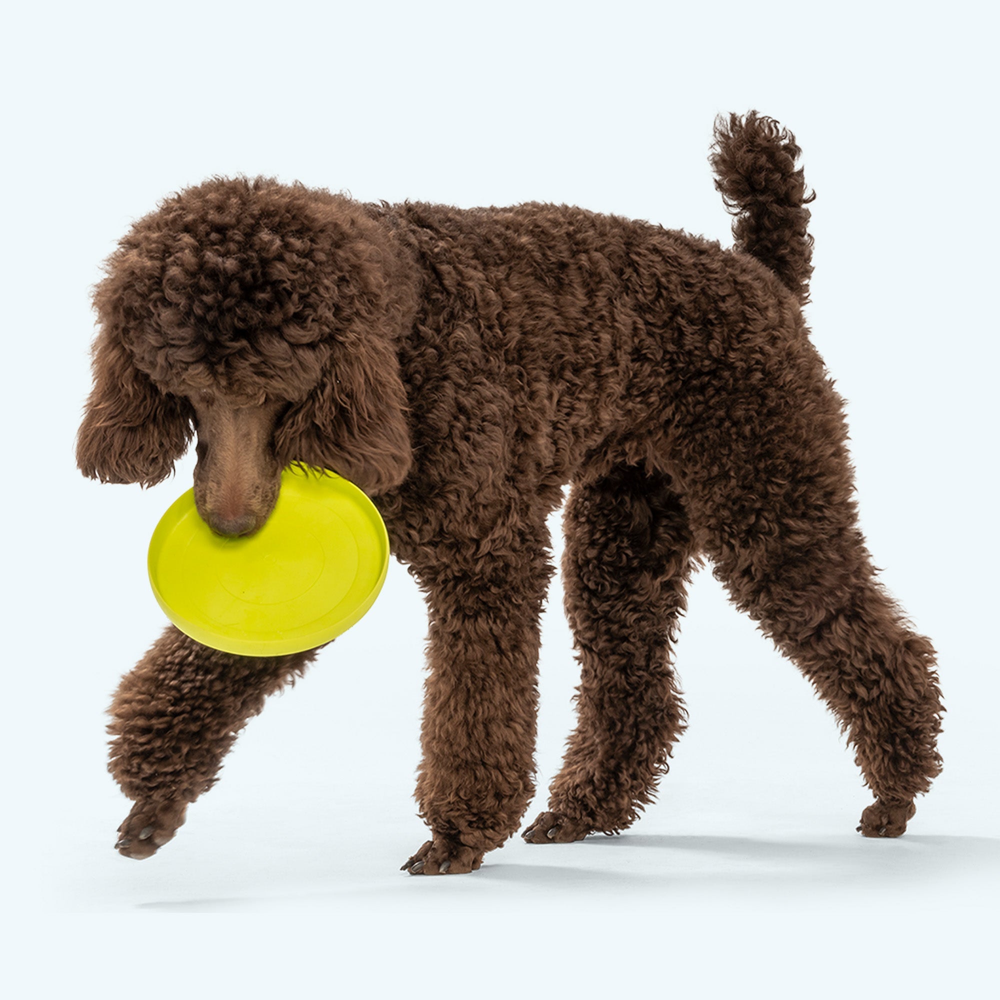 Zisc Flying Disc Dog Toy | Soft, Floatable Frisbee for Fetch – West Paw
