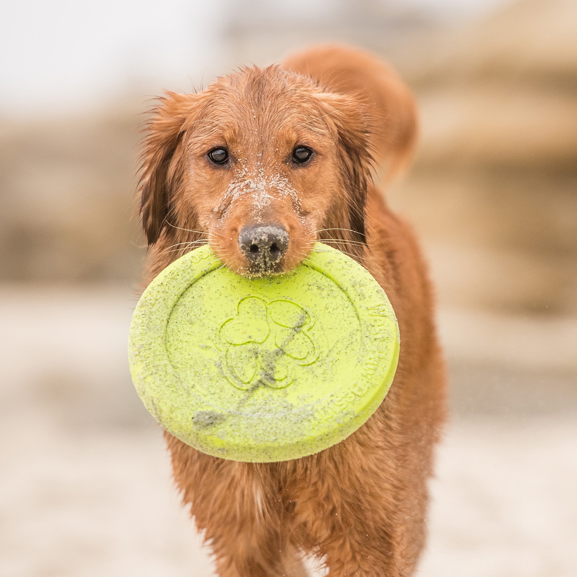 Zisc Flying Disc Dog Toy | Soft, Floatable Frisbee for Fetch – West Paw