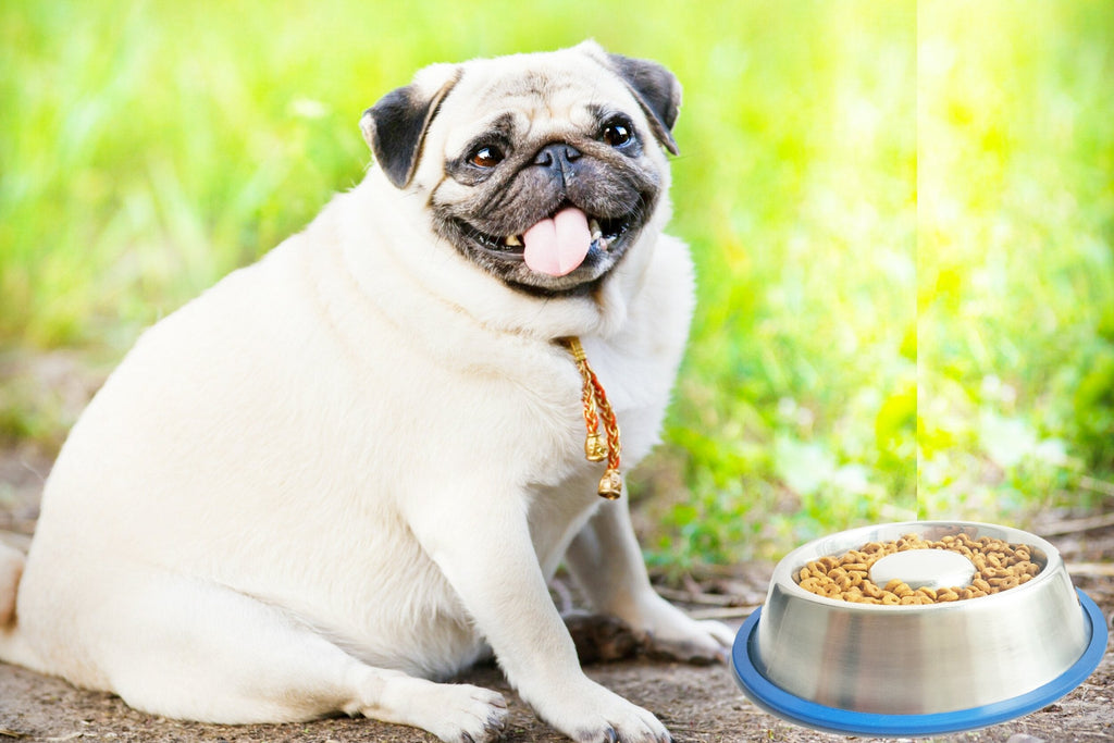 Mr. Peanut's Slow Feed Bowl with Bonded Silicone Base