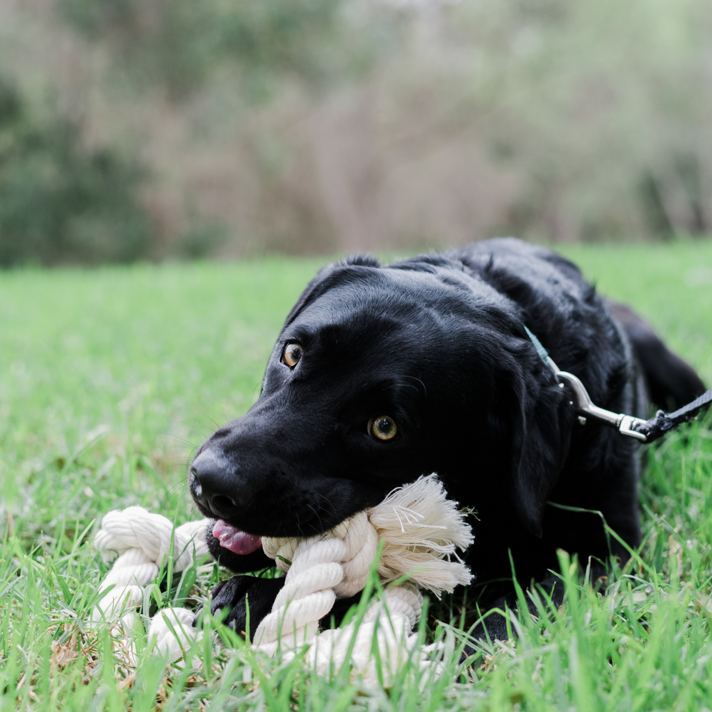 Boba & Vespa 100% Organic Cotton Rope Dog Toy
