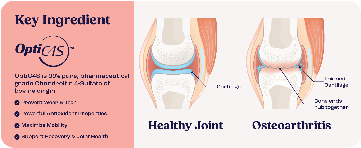 Cat Joint Supplement Chondroitin Mobility Support