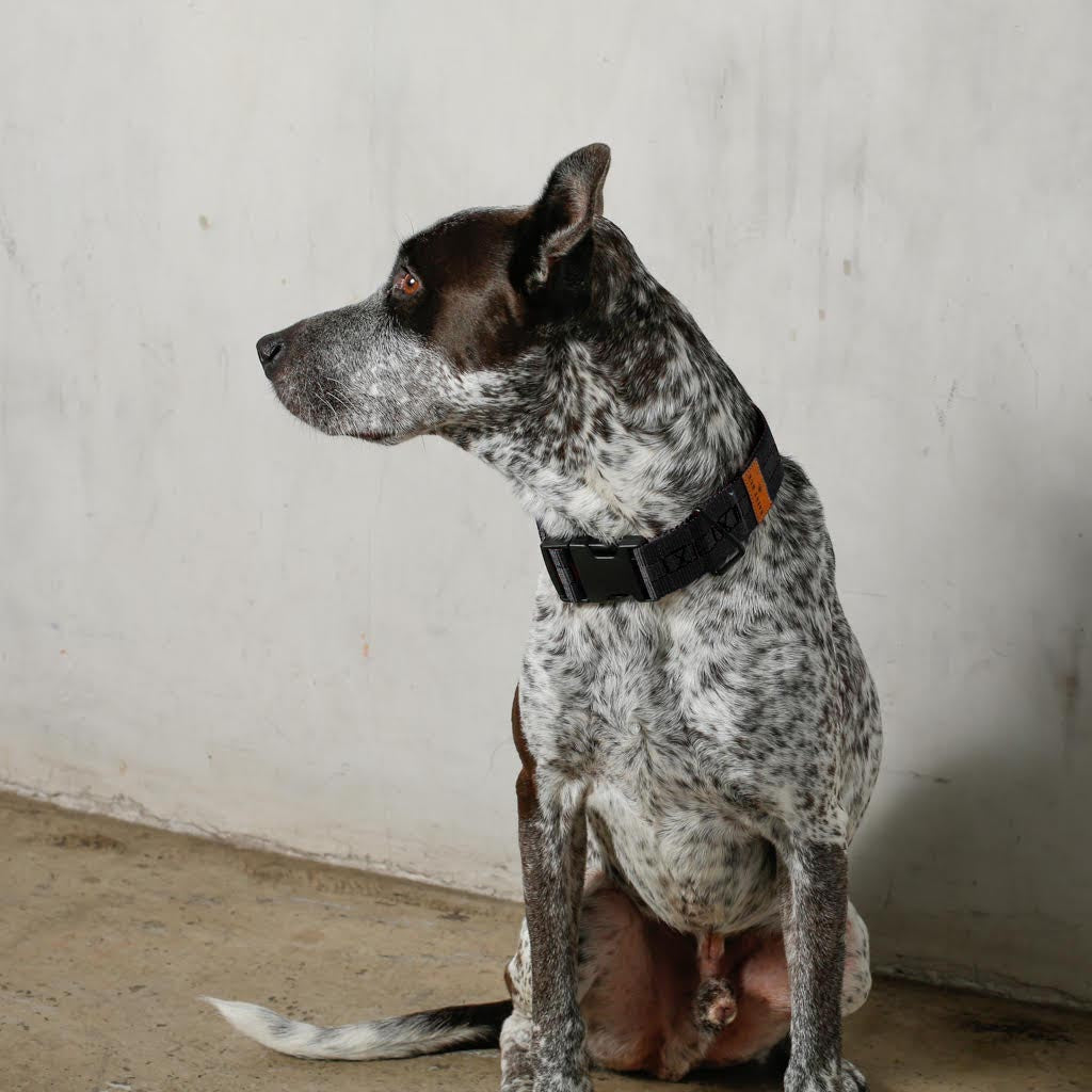 The City Dog Collar