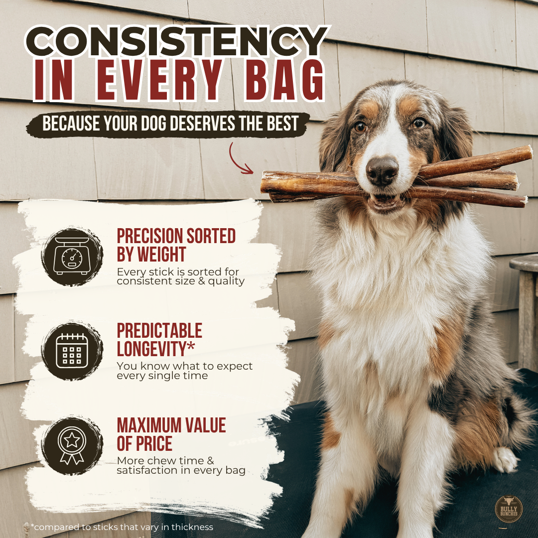 6 Inch Standard Braided Bully Stick