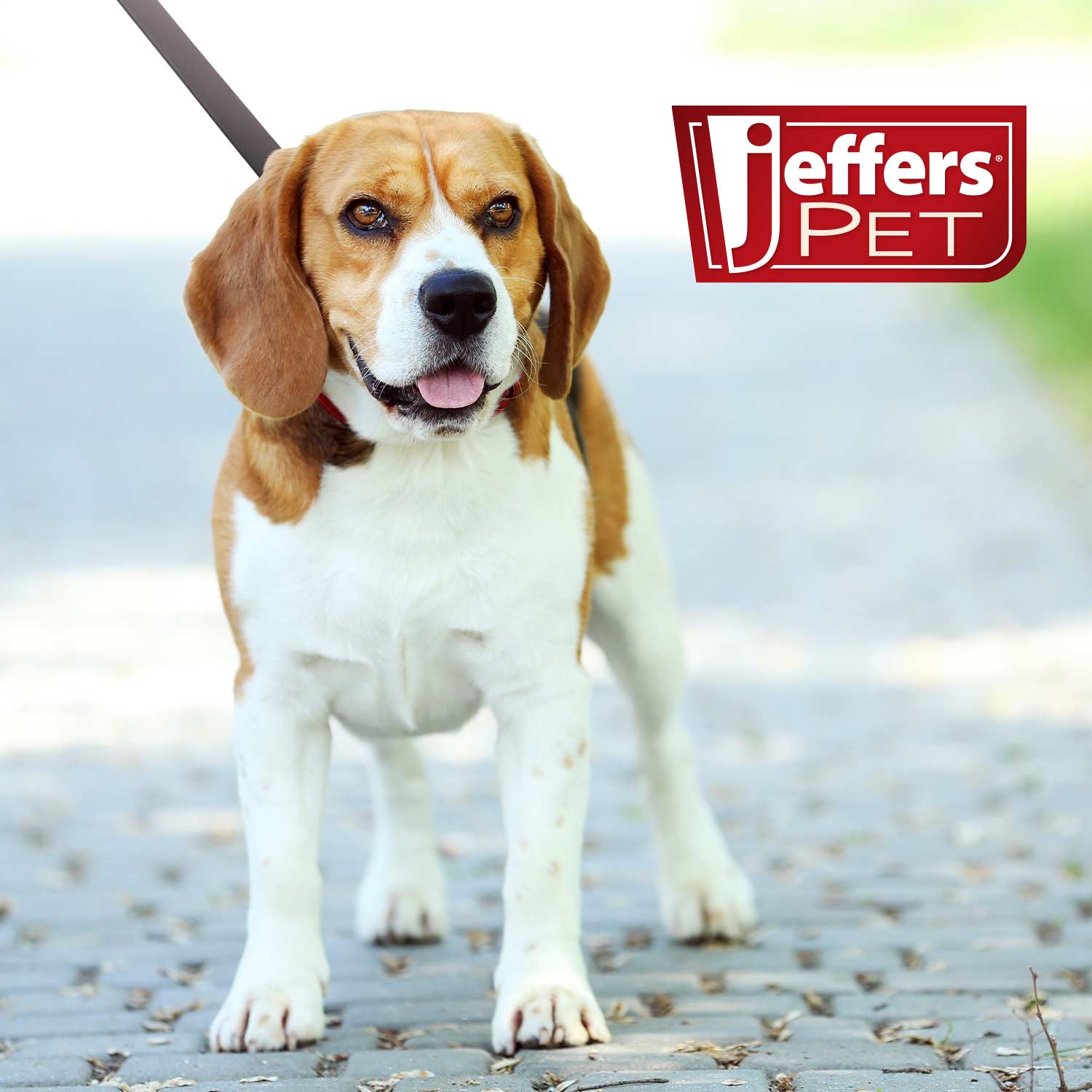 Jeffers Flat Leather Dog Leash with Hand Strap Handle