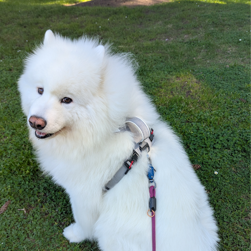 Magnetic Dog Harness - No-Pull Design