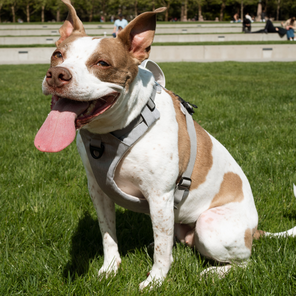 Magnetic Dog Harness - No-Pull Design