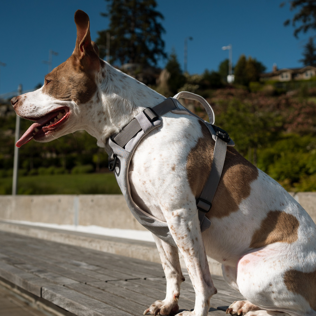 Magnetic Dog Harness - No-Pull Design