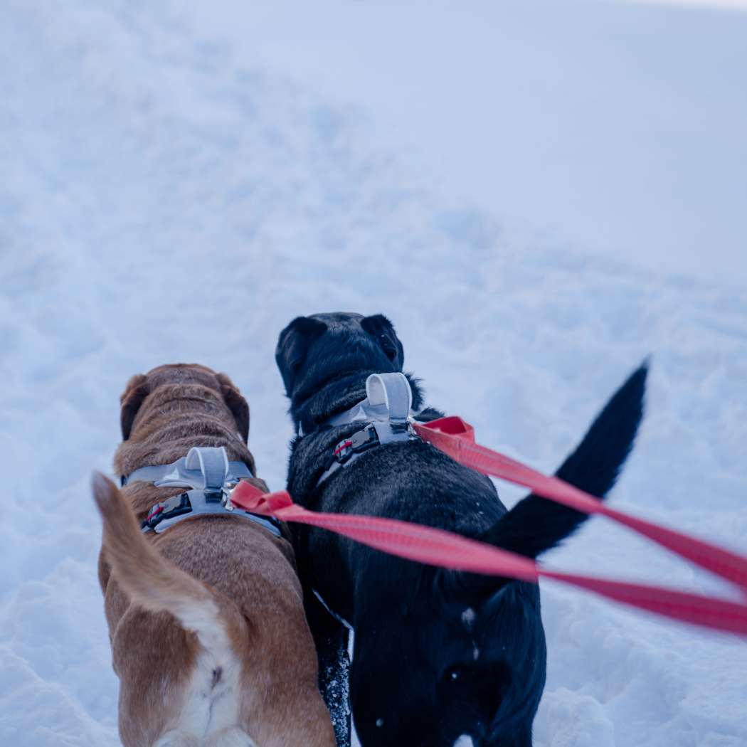Magnetic Dog Harness - No-Pull Design
