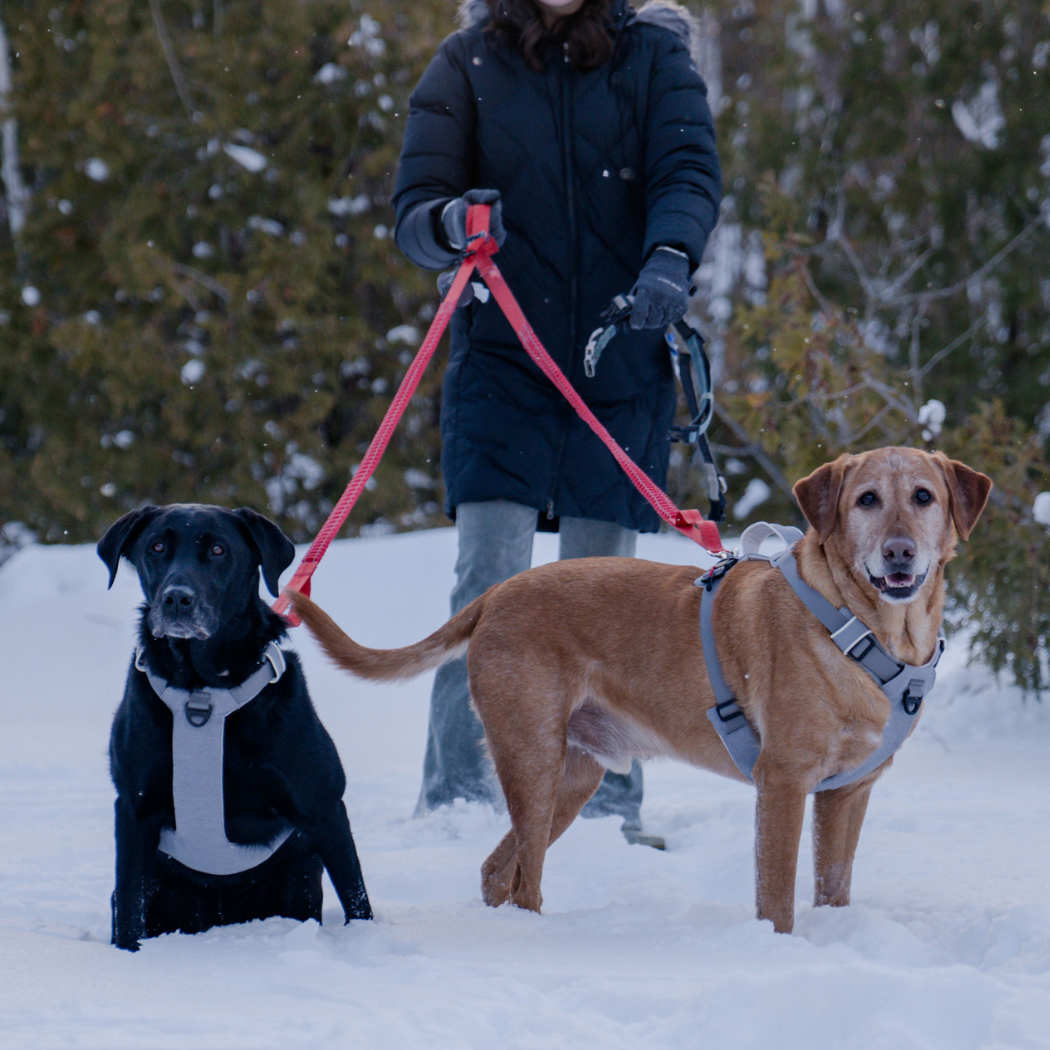 Magnetic Dog Harness - No-Pull Design