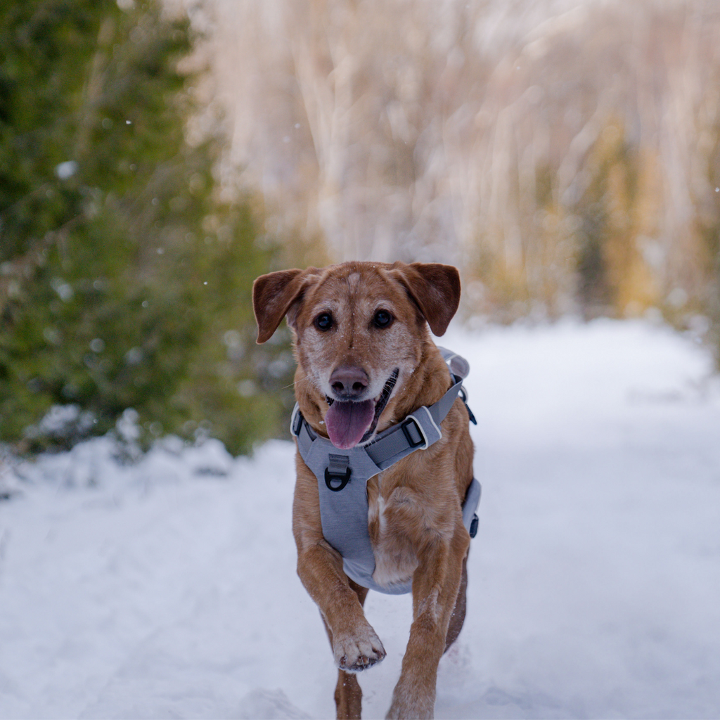 Magnetic Dog Harness - No-Pull Design