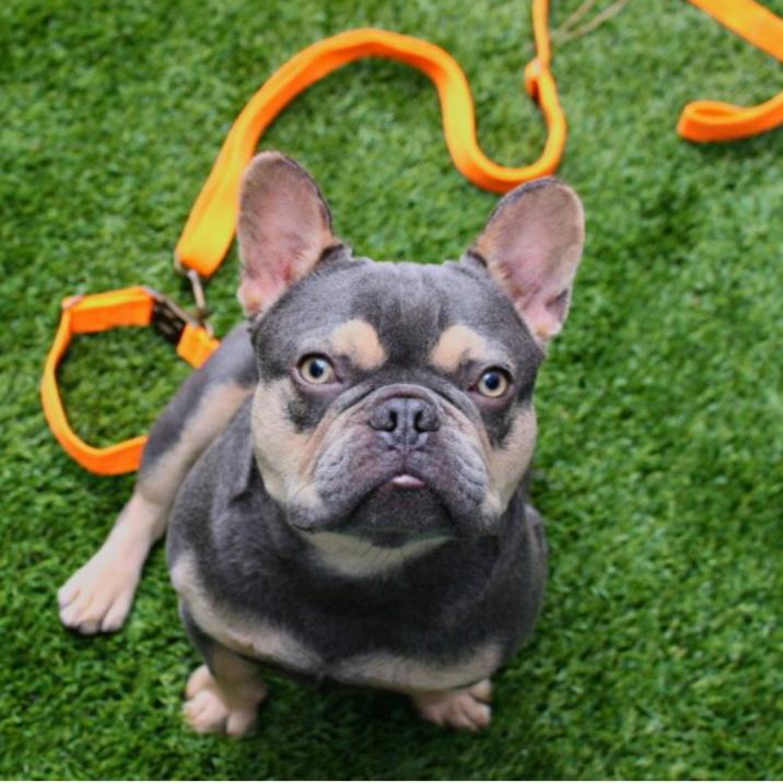 Tilley + Me Hemp Cotton Dog Leash