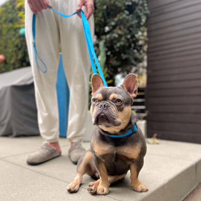 Tilley + Me Hemp Cotton Dog Leash