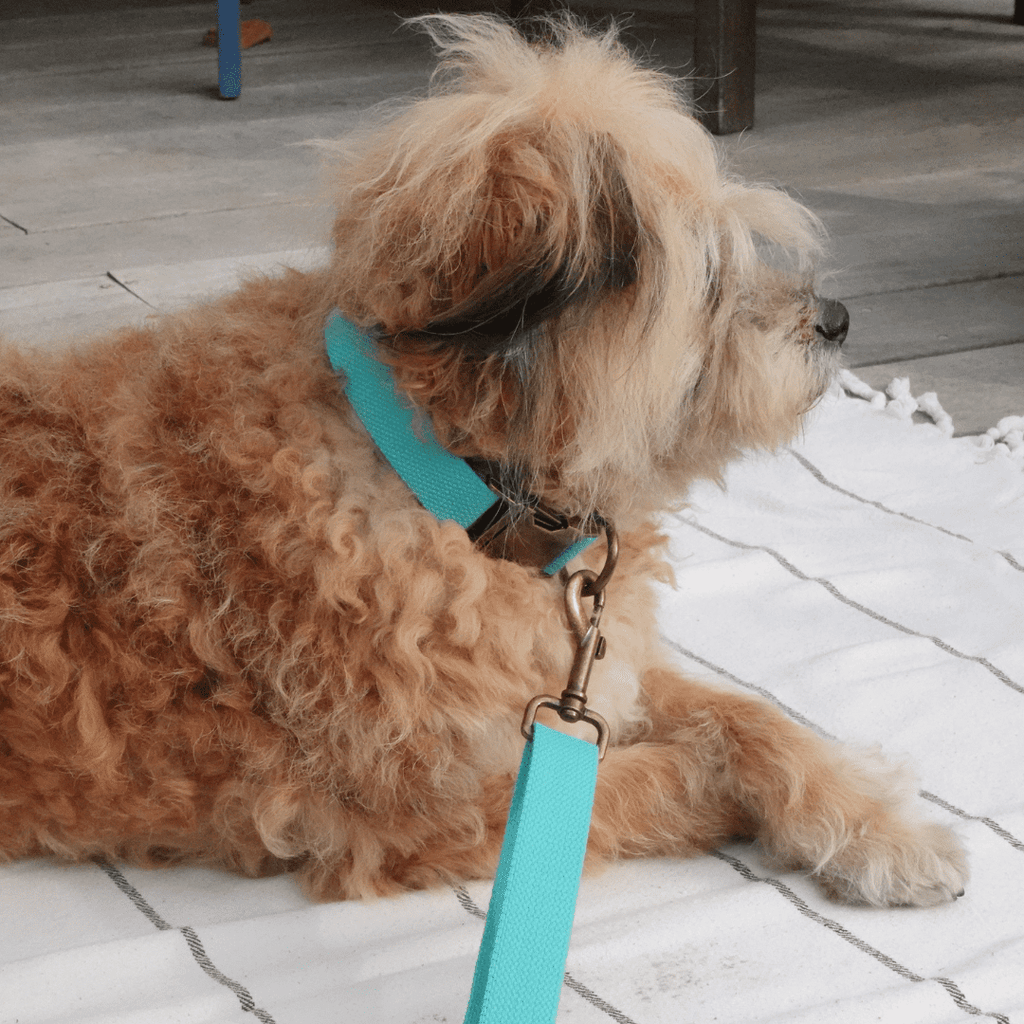 Tilley + Me Hemp Cotton Dog Leash