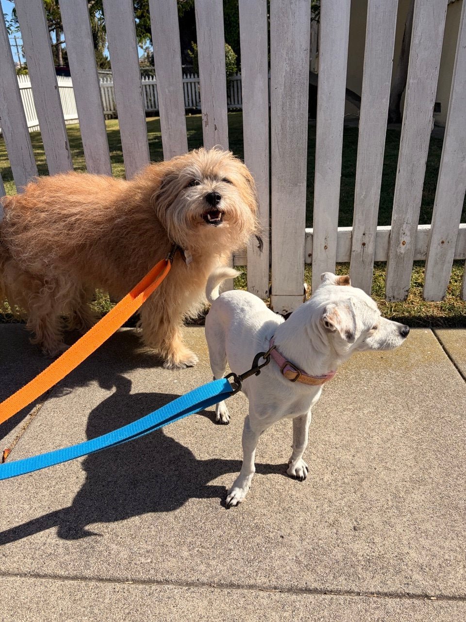 Tilley + Me Hemp Cotton Dog Leash