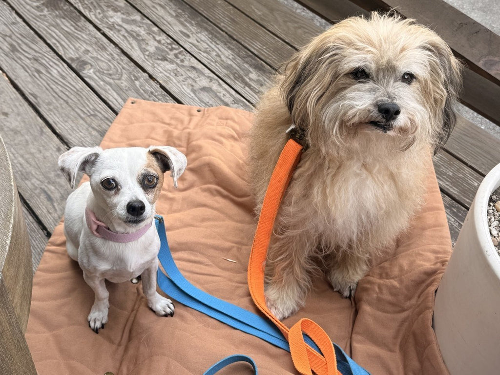 Tilley + Me Hemp Cotton Dog Leash