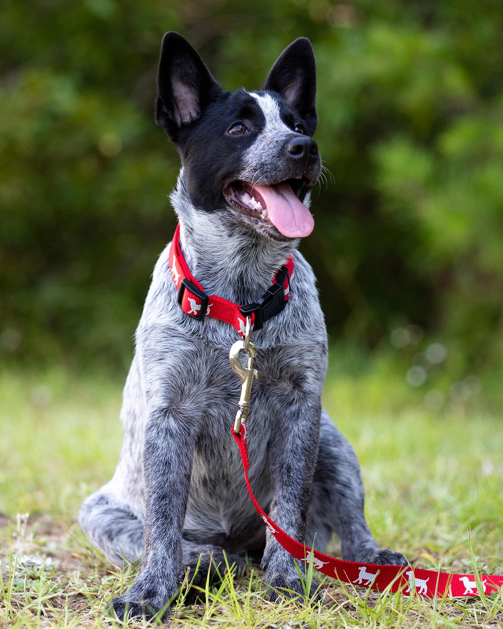Jeffers Reflective Hound Series Dog Leash