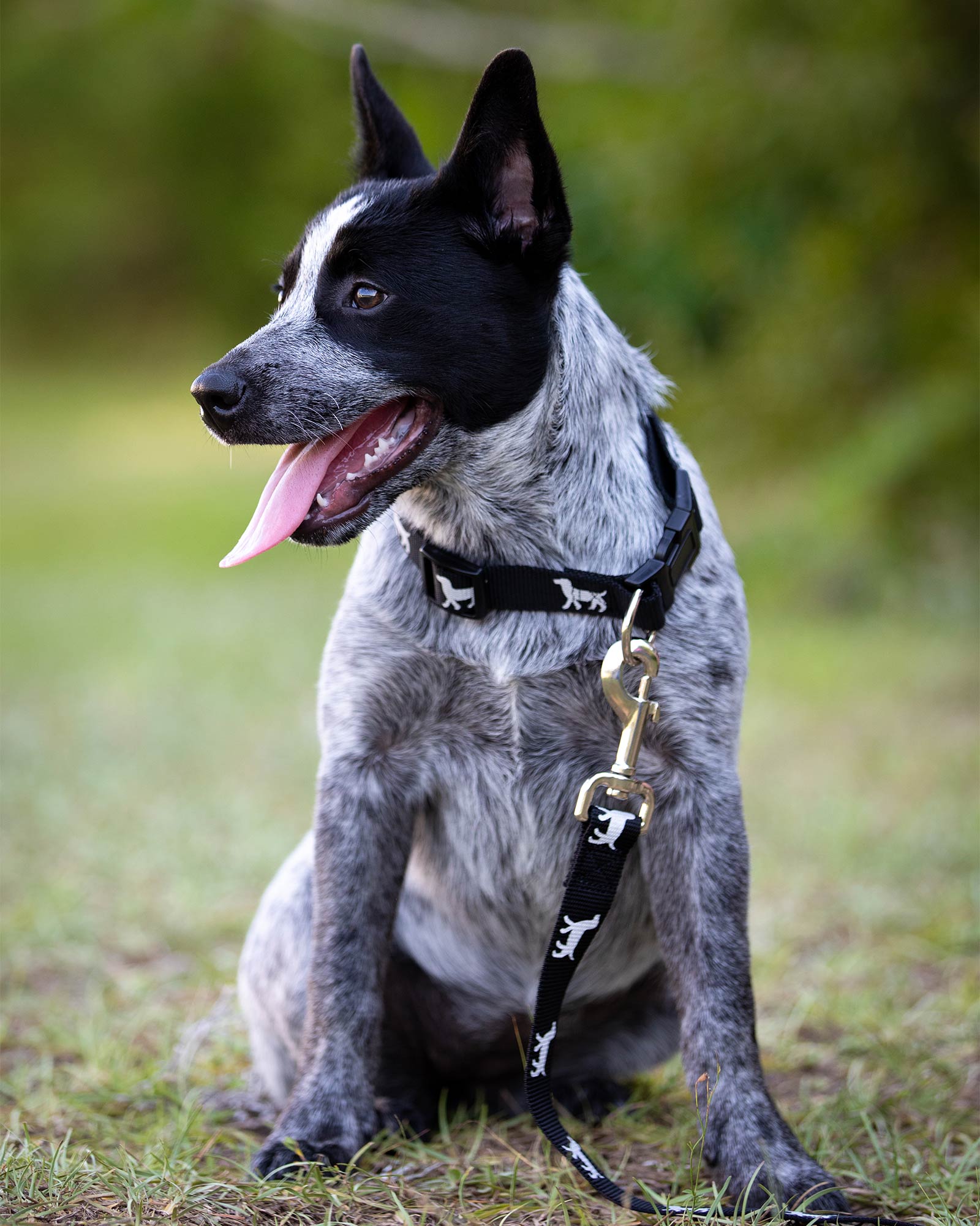 Jeffers Reflective Hound Series Dog Leash