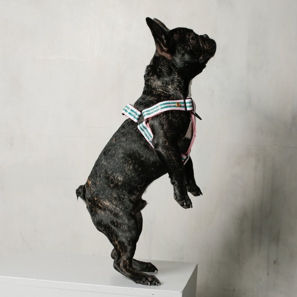 Le Classic Dog Harness