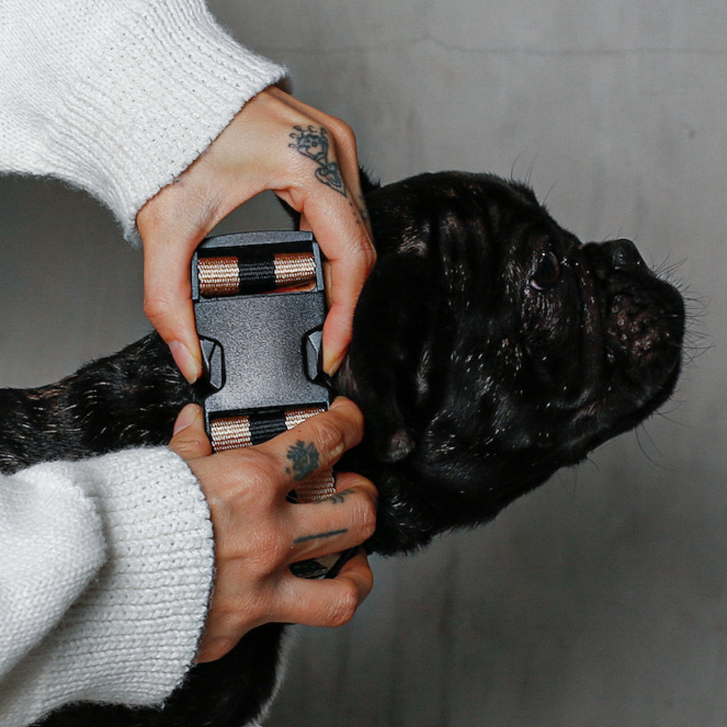 The City Dog Collar