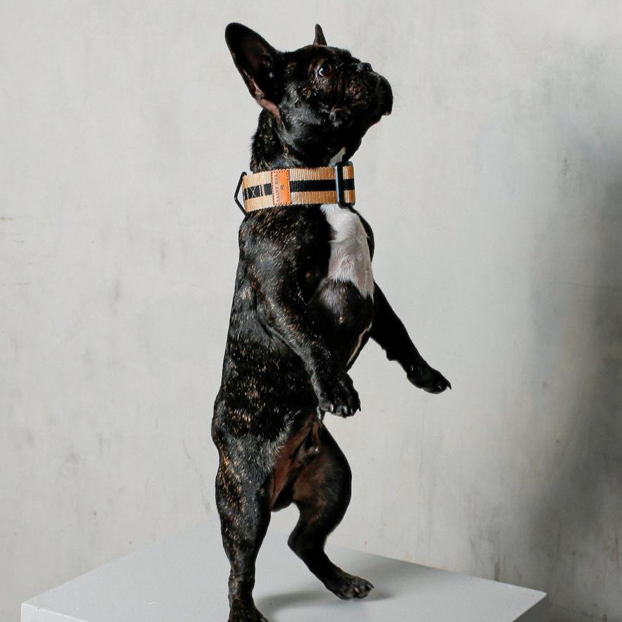 The City Dog Collar