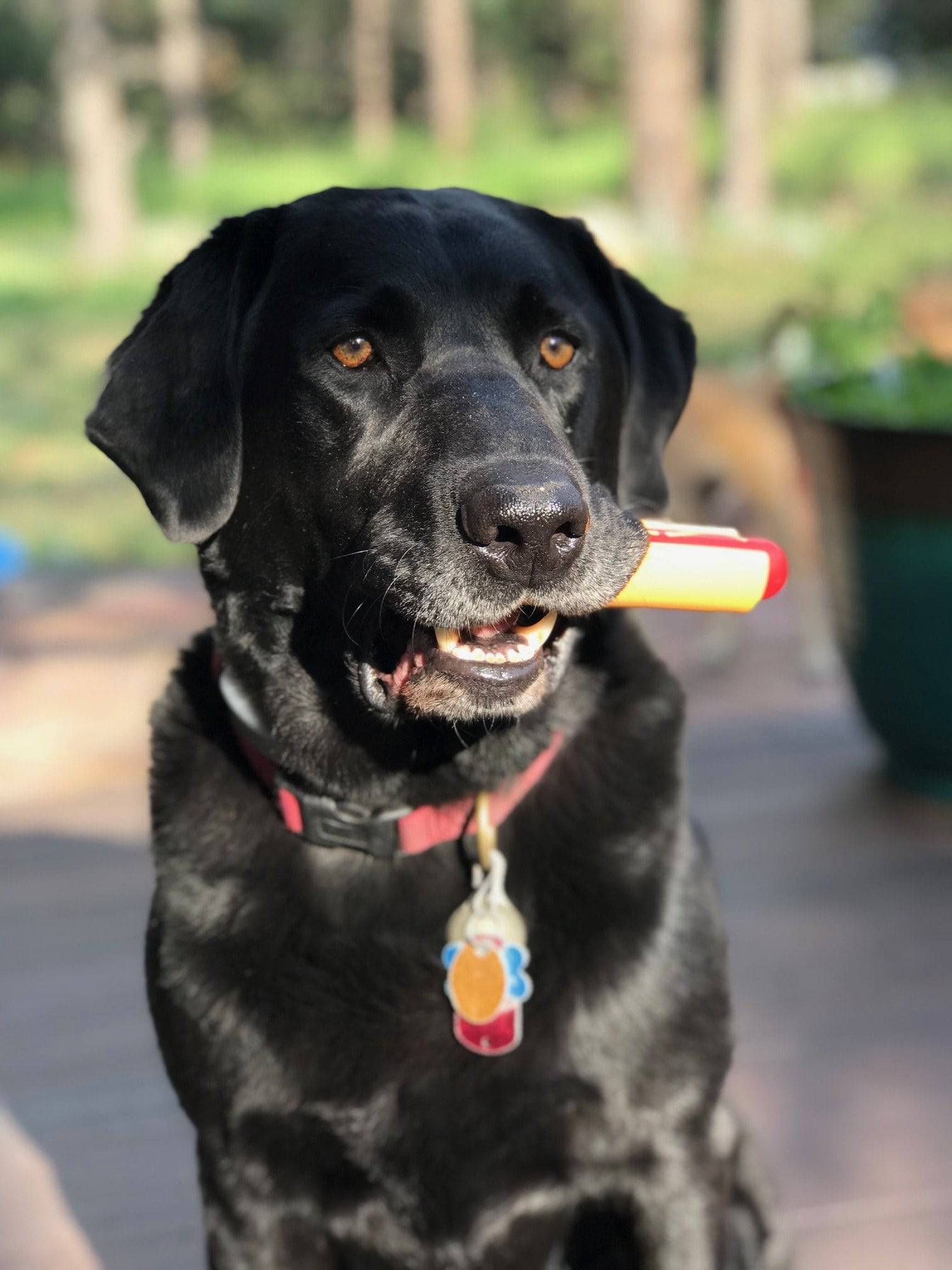 Hot Dog Dog Toy for Aggressive Chewers | American made